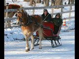 Haflinger in a One Horse Open Sleigh