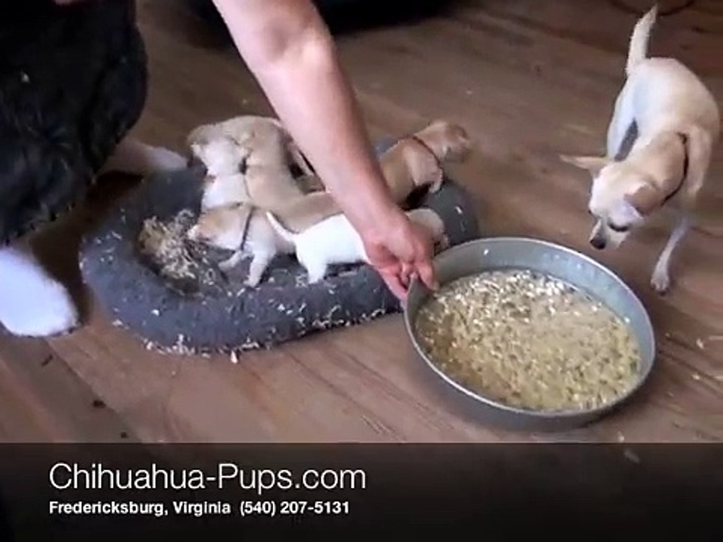 weaning chihuahua puppies
