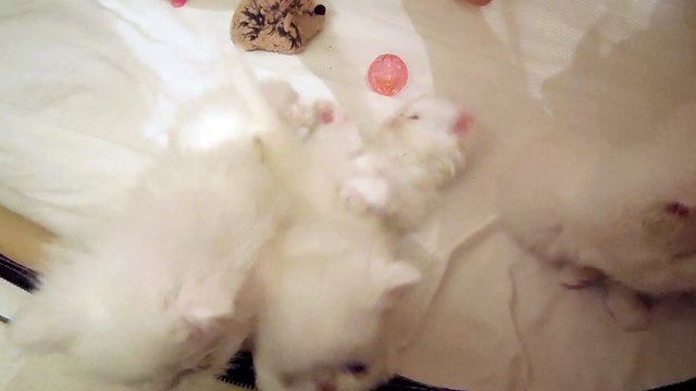 Mes bébés 1 mois et demi