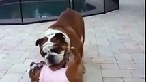 Someone Please Help This Pet To Swim On Land, Awesome Bulldog Prank