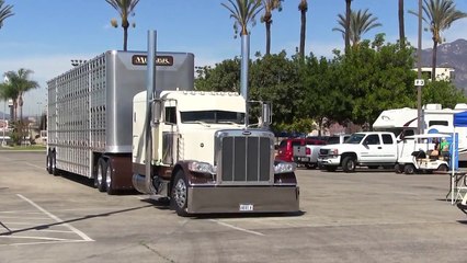 Miller Livestock 2010 Peterbilt 389 And Cattle Pot Arriving At TFK 2014