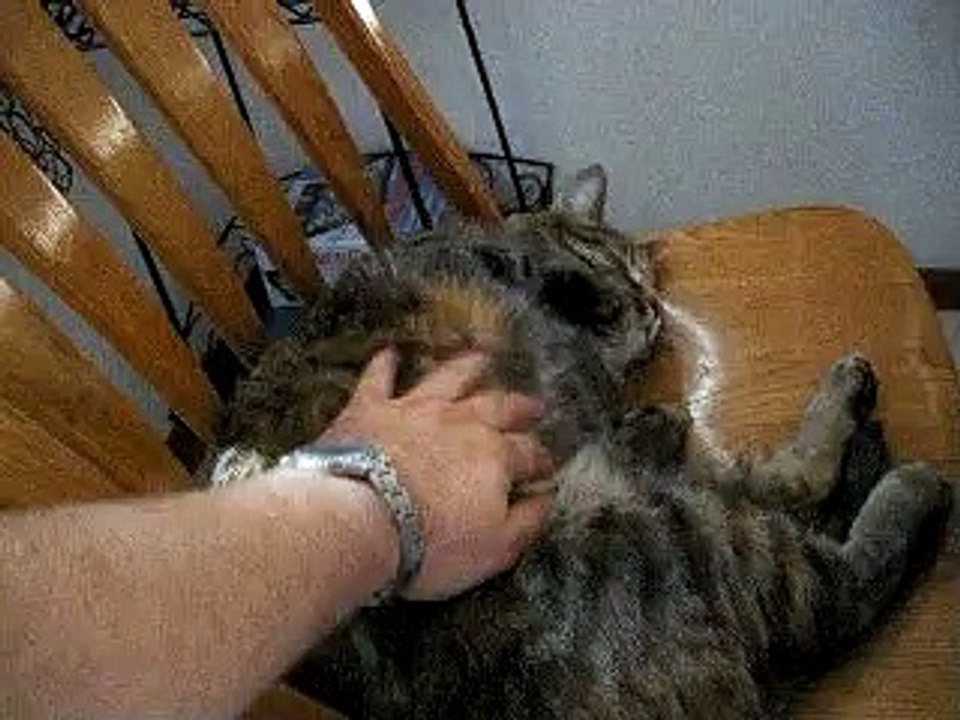 Retarded cat can't stand people sneezing.