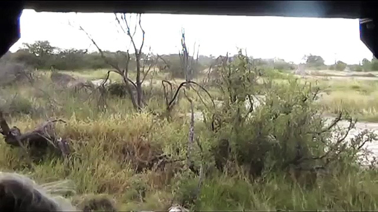 Wild dog eats impala alive