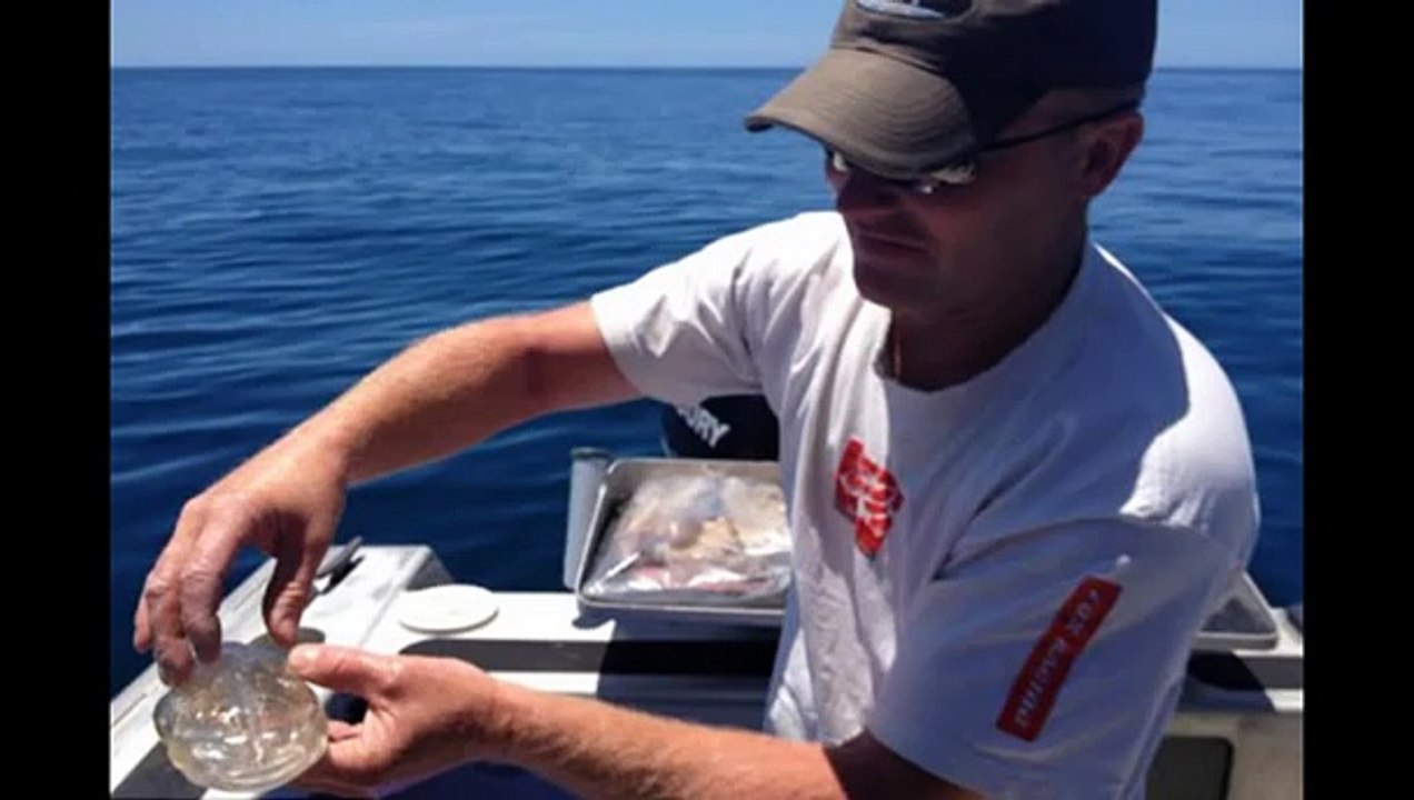 Bizzare Transparent Fish Caught in New Zealand Seas by a Fisherman