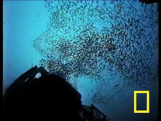 Strange Japanese Sea Creatures