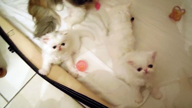 mes bébés 1 mois et demi