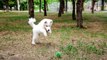 Awesome Samoyed puppy training and having fun at a park
