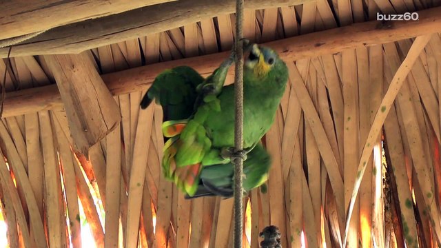 Indian police detain parrot for verbally abusing 85-yr-old woman