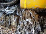 Dry fish ( sutki ) St. Martin Island Bangladesh