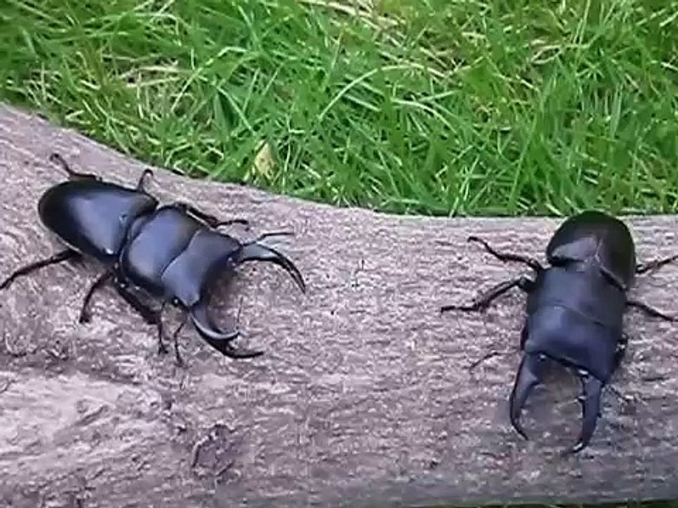 どっちが強いの？ オオクワガタＶＳヒラタクワガタの戦い