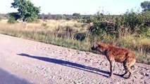 Kruger Park Animals 5/5 (Hyena pups   Playful Elephants!)