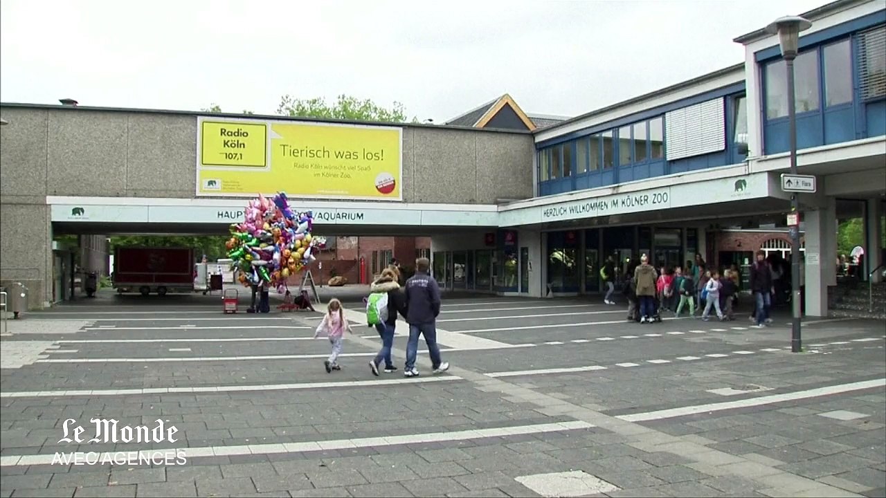 Une colonie de fourmis manifeste pour la protection de la forêt amazonienne