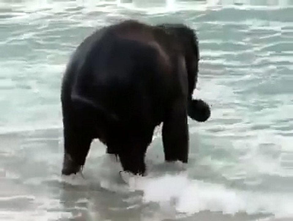 Baby elephant sees the ocean for the first time