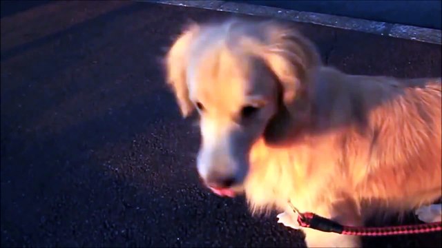 This Dog thinks he's an ambulance and imitates the sirens