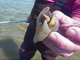 Northern Moon Snail on Outer Cape Cod