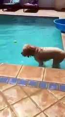 smart dog who doesn't want to go in cold water--By Funny Videos Collection