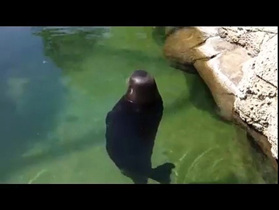 Dönence..--By Funny Videos Collection