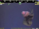 Une méduse géante filmée à 3330m de profondeur - Stygiomedusa Gigantea