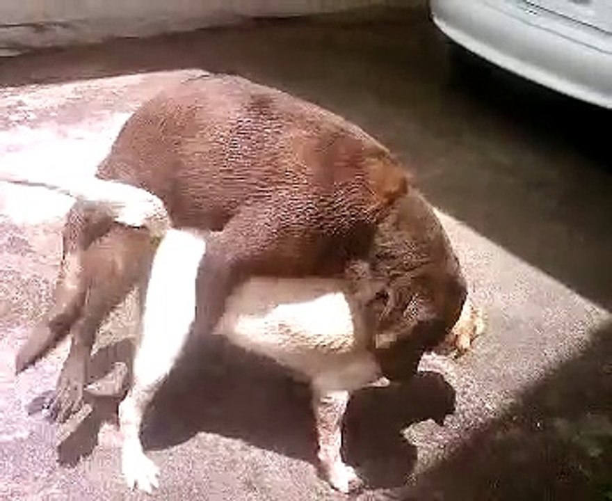 LABRADOR CRUZANDO