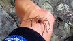 WARNING - Lethal Spider Attacks - How NOT to handle Wild Spiders
