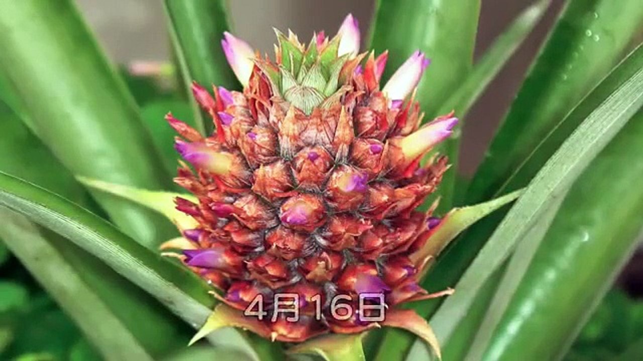 東京でパイナップル栽培