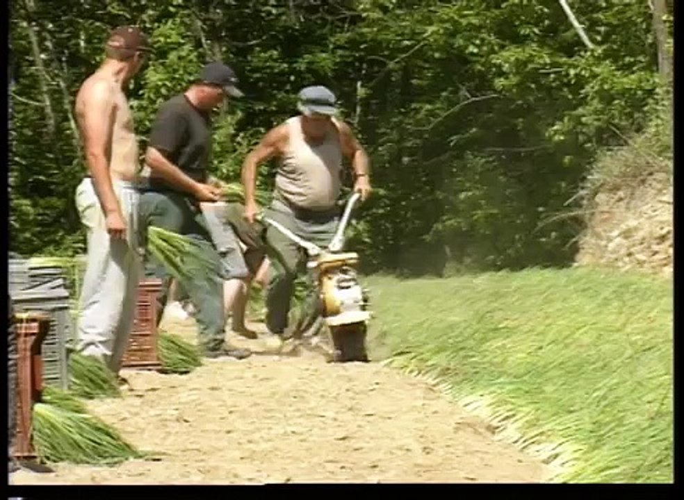 Oignons doux des Cévennes, la culture.