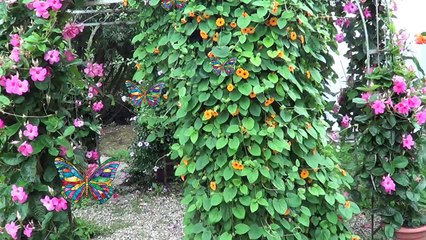 Jardins des Papillons Hunawihr Ribeauvillé