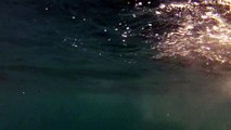 GoPro Trolling Cam Kiama FAD Dolphin Fish and King Fish