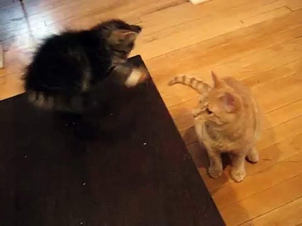 Minou and Milo