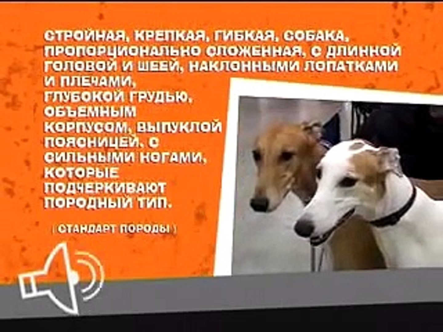 Спорт собак №08