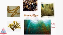 Brown Algae , Red Algae , Green Algae , Fungus like Protists