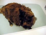 Maine Coon Tortie getting a bath