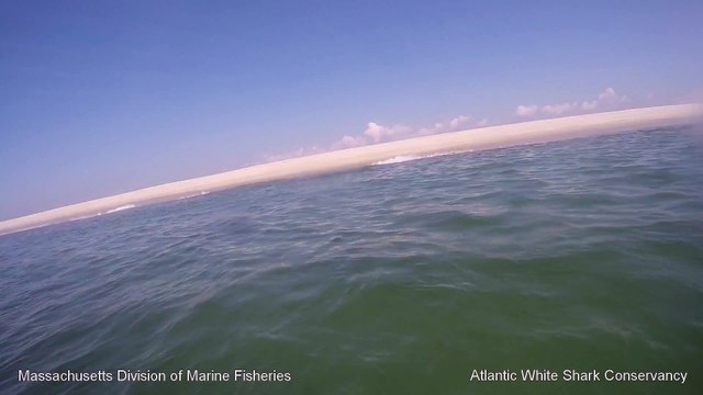 White Shark 0- Seal 1 - Cape Cod