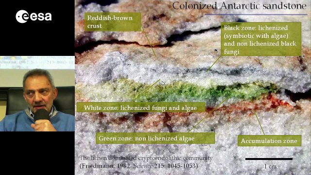 Small black rock-fungi and lichens on the way of Lithopanspermia