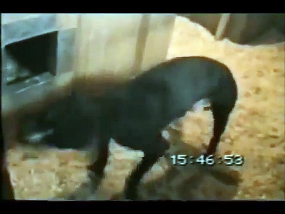 CH S.T.P.'S (AKA ABLIZIN'S) BAD ROSEMARY (4XW)(1XLG)