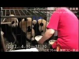 Milk Bowl Giant Pandas - Chengdu Panda Base - パンダミルクタイム＠成都基地