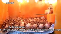 自製小型孵蛋機 人工孵化 繁殖技術方式