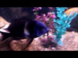 Tropheus Duboisi: Amazing Fish
