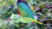 Papagaios gênero Amazona - Américas Central, do Sul e Caribe.