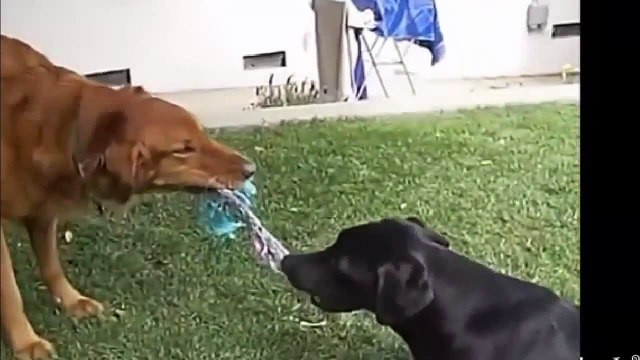 Funny Dog Complication Animal Dog Action, All about Dogs Compilation