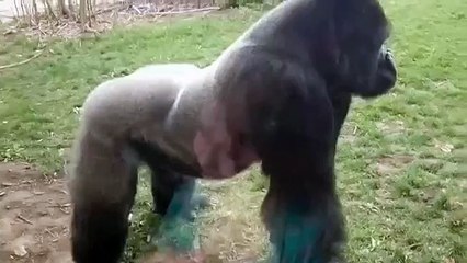 ГОРИЛЛА НАПАЛА НА ДЕТЕЙ В ЗООПАРКЕ !Gorilla attacks kids