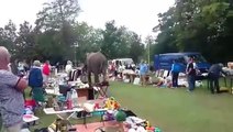 Un éléphant perdu dans une brocante (Pays-Bas)