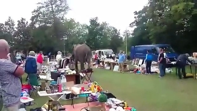 Un éléphant perdu dans une brocante (Pays-Bas)