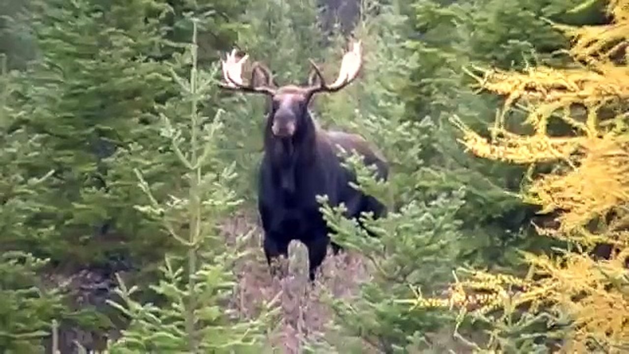 Chasse orignal 2010