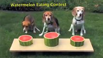 Sevimli Köpeklerin Karpuz Yeme Yarışması