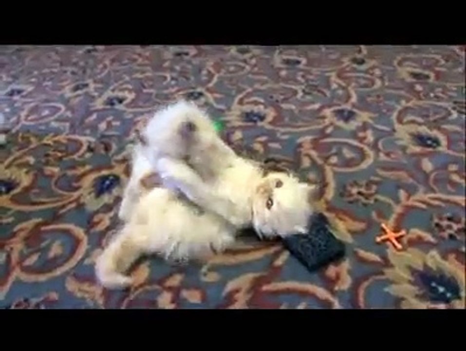 Animal Planet Cats 101 Himalayan Doll Face Chocolate and Blue Point