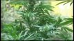 Sarno (SA) - Rinvenuta e sequestrata una piantagione di Cannabis (18.08.15)