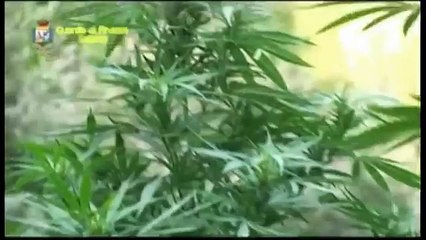 Sarno (SA) - Rinvenuta e sequestrata una piantagione di Cannabis (18.08.15)