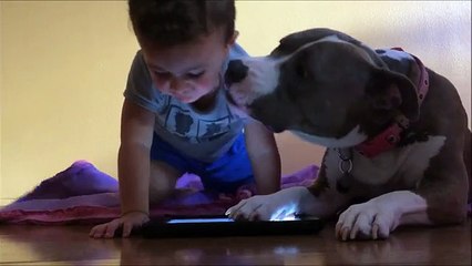 Attention-seeking dog jealous of iPad