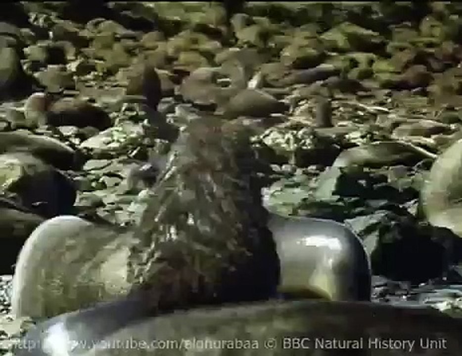 Antarctic Fur Seal giving Birth
